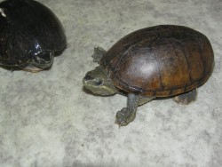[http://www.zoopet.cz/DataImage?n=Sternotherus%20od oratus.jpg]